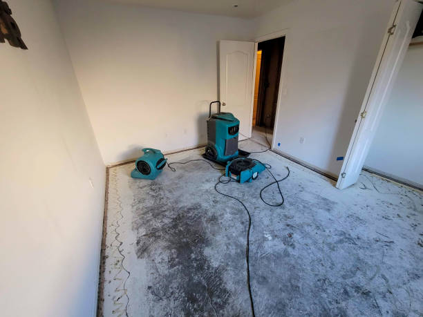 Best Mold removal after water damage  in Boaz, WV